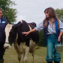 Mónica ordeñando una vaca