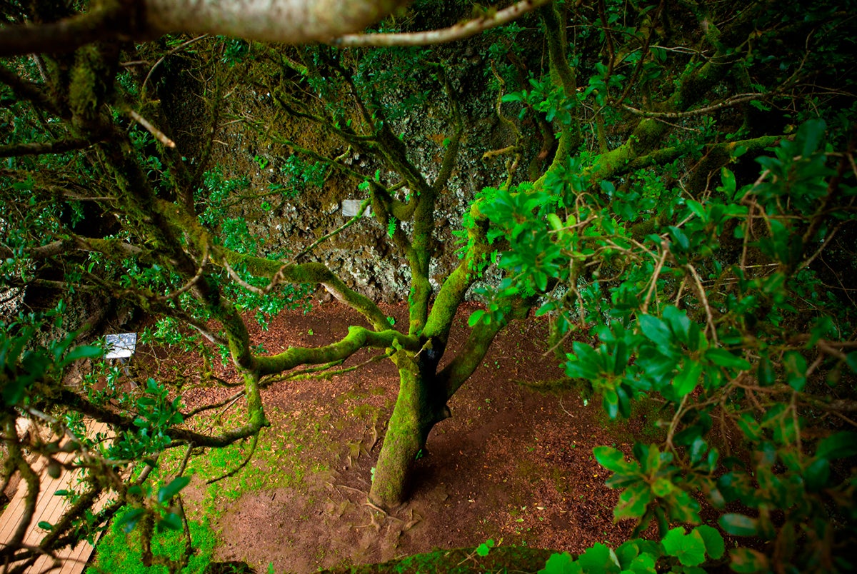 La curiosa historia del árbol que salvó la vida a todo un pueblo